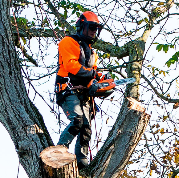 élagueur ile de france devis